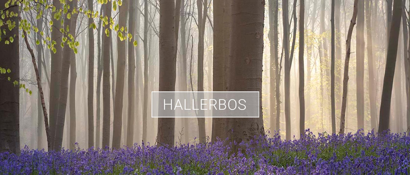 Headerfoto van collectie Hallerbos