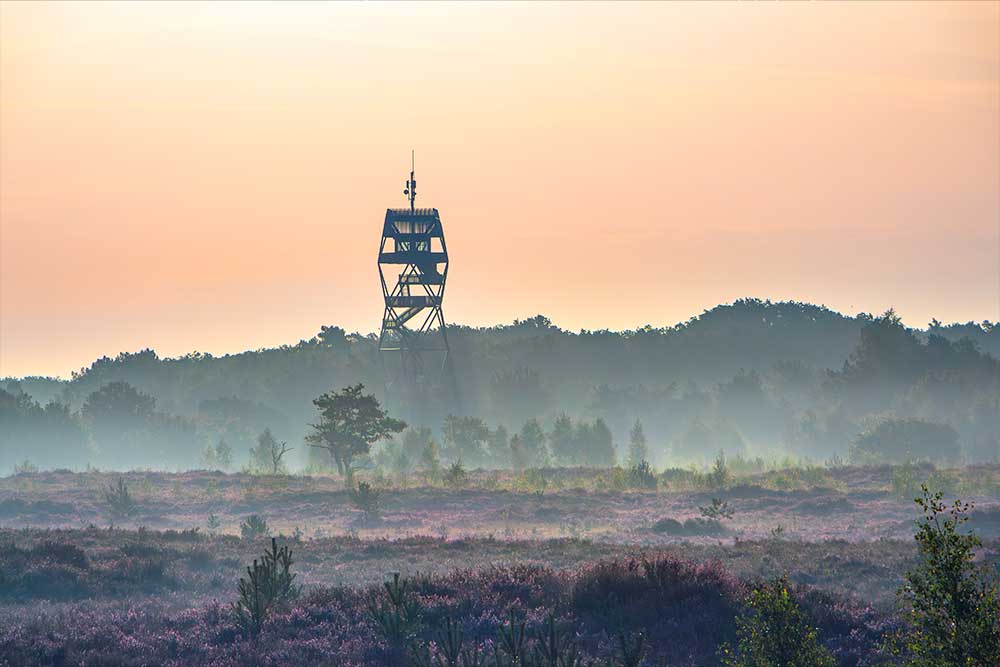 Thumbnail voor collectie Kalmthoutse Heide