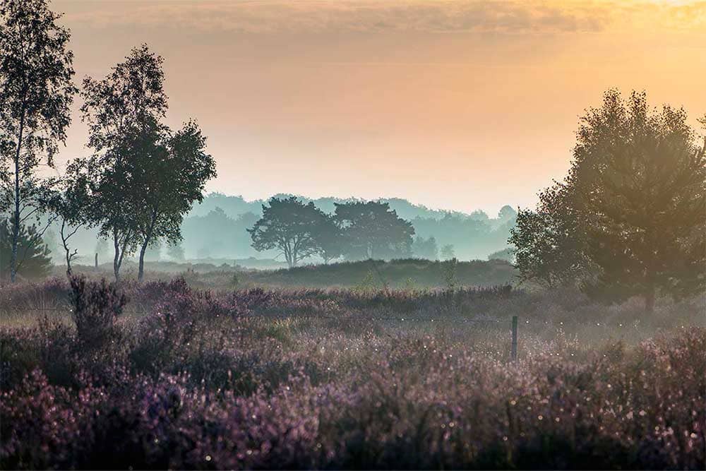 Thumbnail voor collectie Alle landschappen