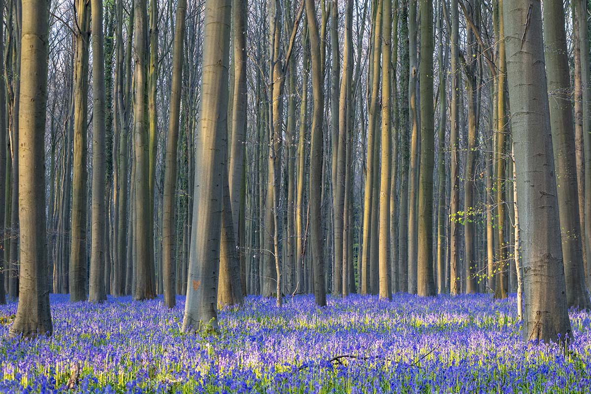 Boshyacintenfestival Hallerbos, België