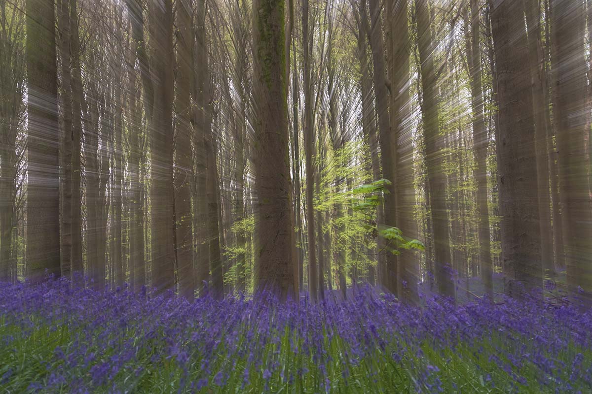 Artistieke interpretatie van het Boshyacintenfestival Hallerbos, België
