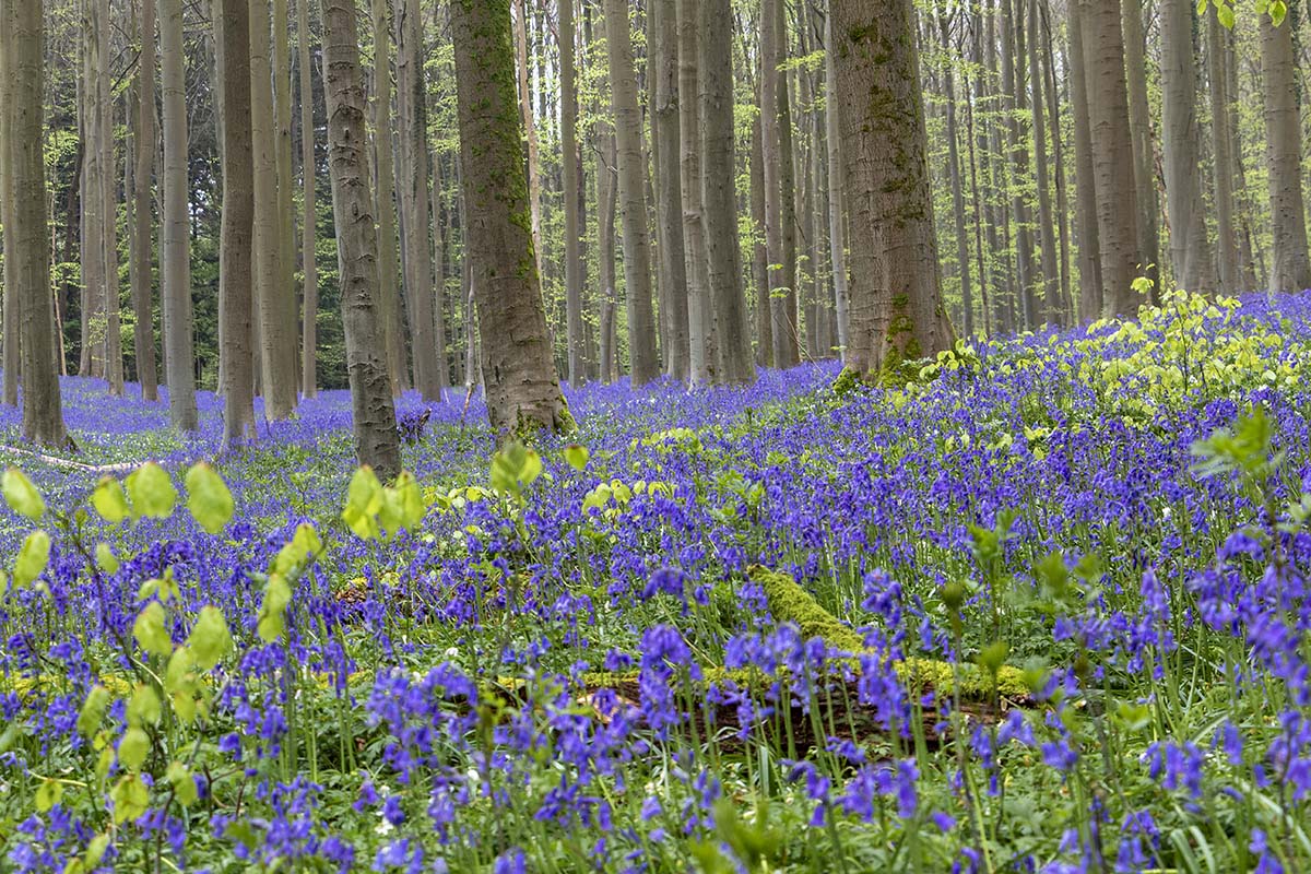 Boshyacintenfestival Hallerbos, België