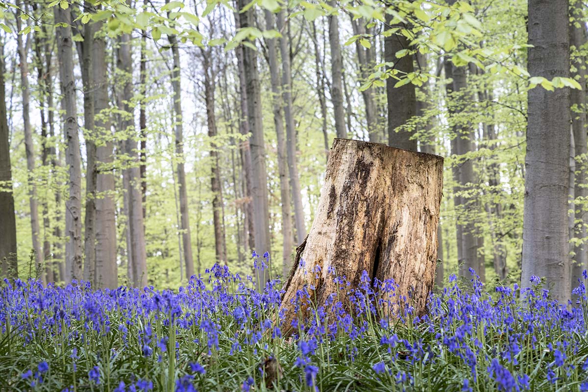 Boomstam tussen hyacinten - Hyacintenfestival Hallerbos 2025