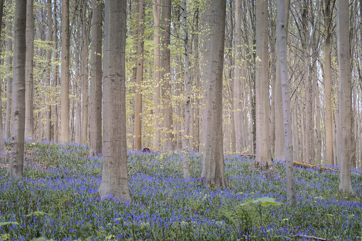 Schilderachtig Hallerbos - Hyacintenfestival V
