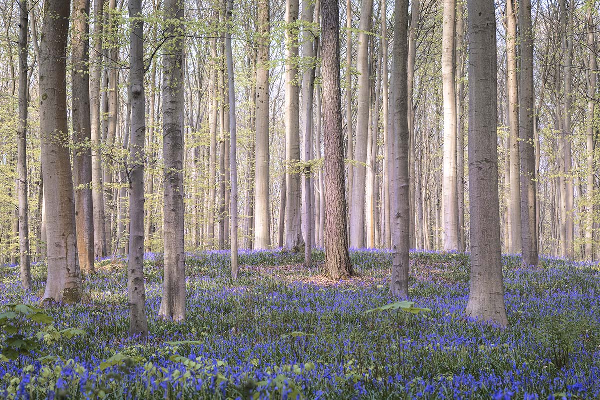 Schilderachtig Hallerbos - Hyacintenfestival III