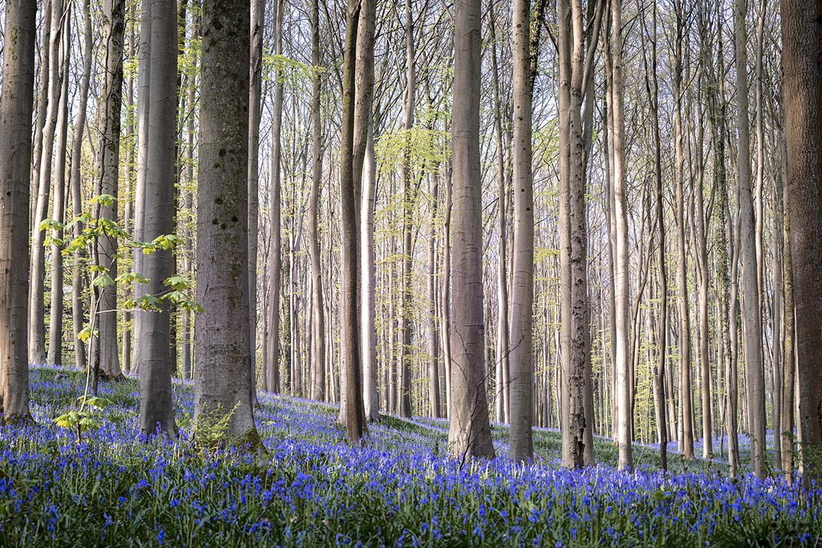 Schilderachtig Hallerbos - Hyacintenfestival I