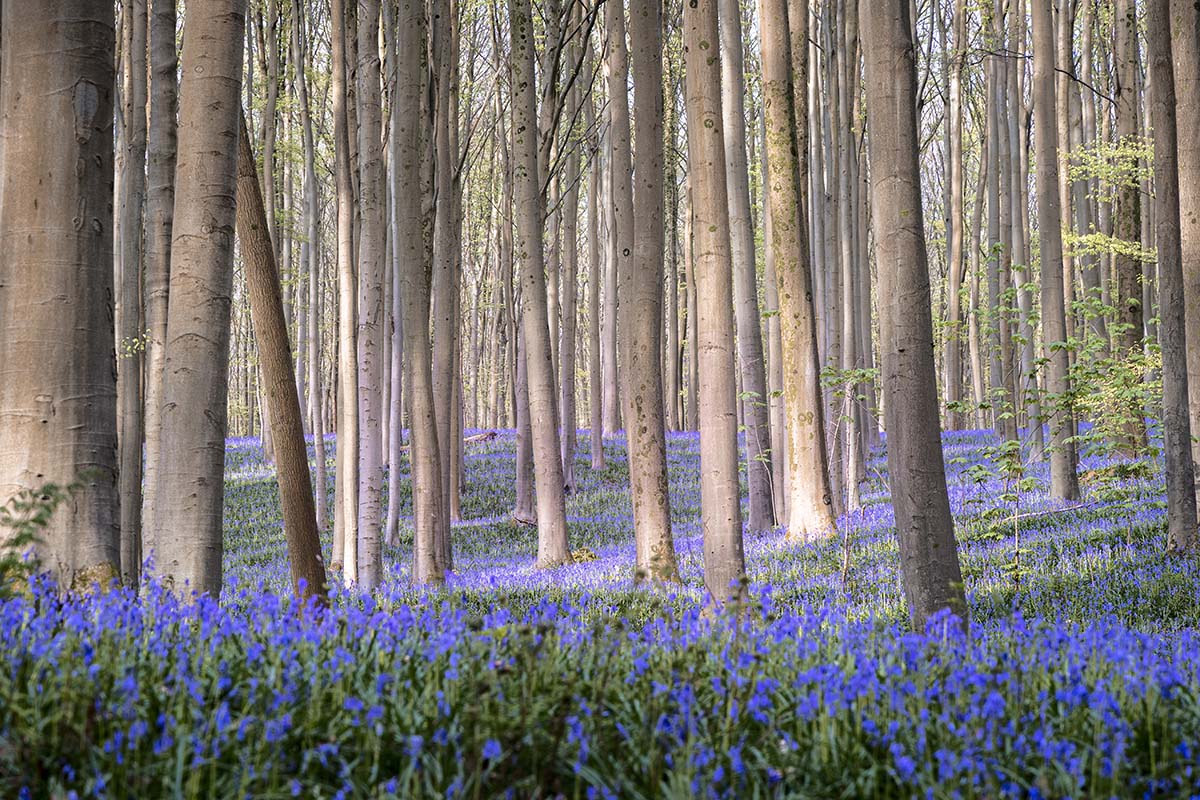 Sprookjesachtig Hallerbos II - Hyacintenfestival 2025