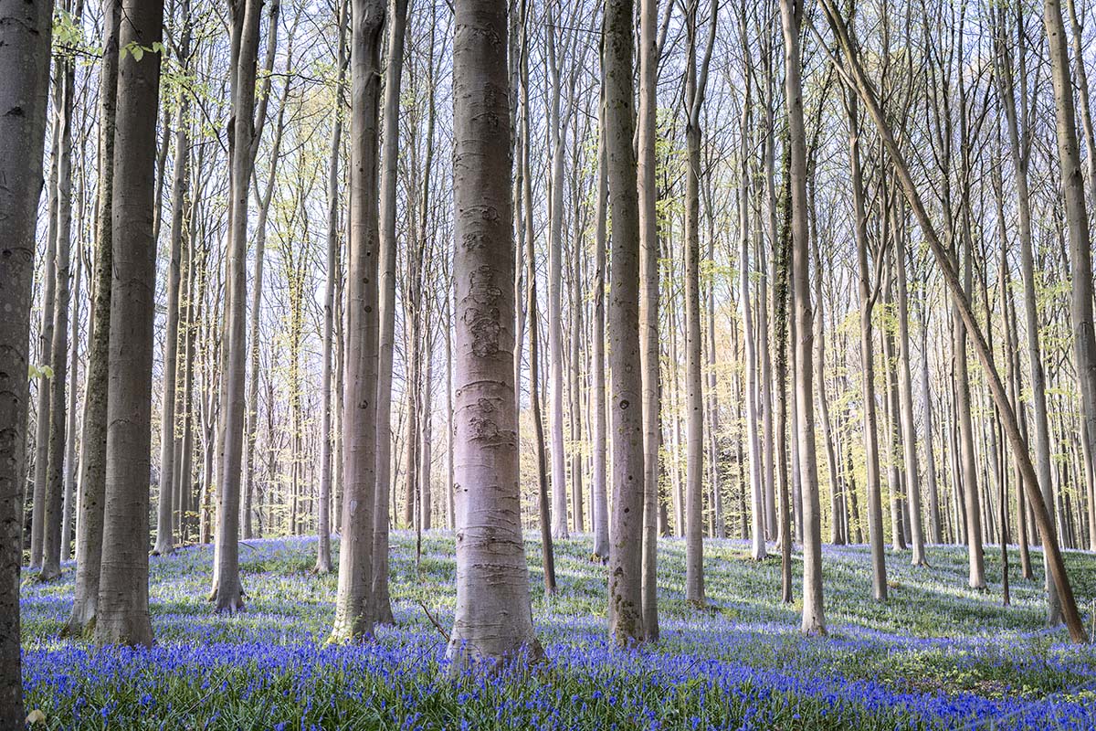 Sprookjesachtig Hallerbos I - Hyacintenfestival 2025