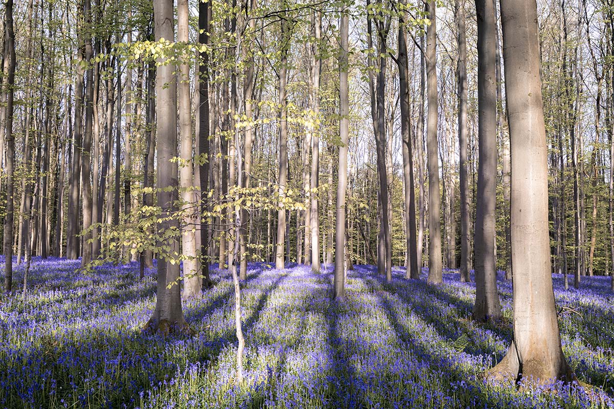 Een spel van licht en schaduw IV - Hallerbos 2025