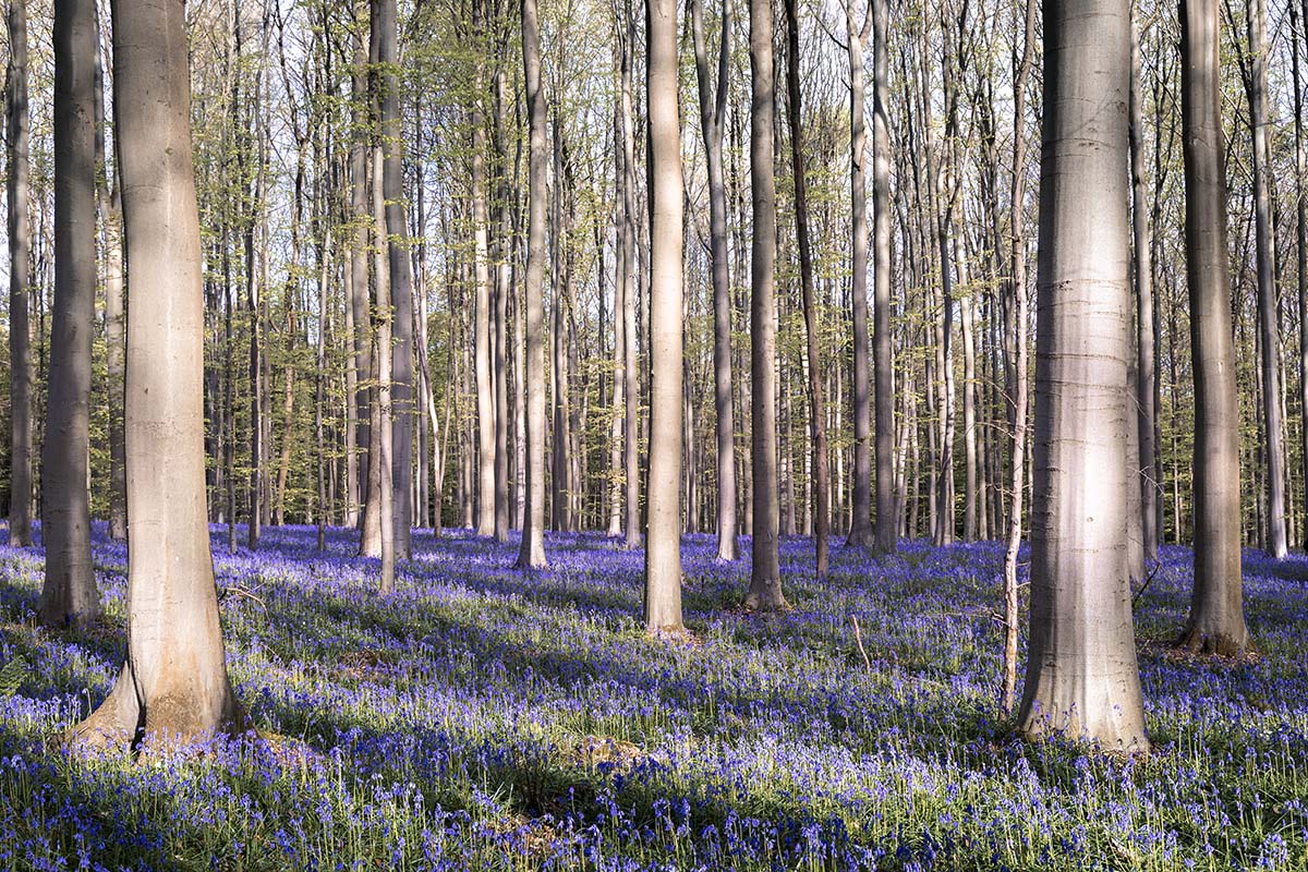 Een spel van licht en schaduw III - Hallerbos 2025