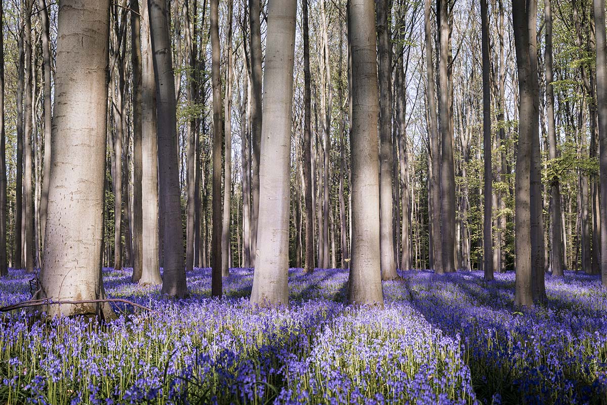 Een spel van licht en schaduw II - Hallerbos 2025