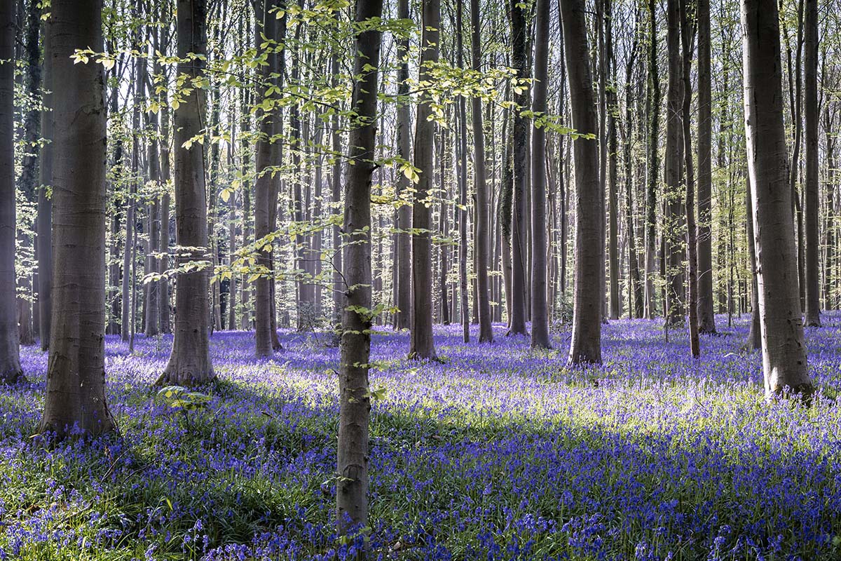 Een spel van licht en schaduw I - Hallerbos 2025