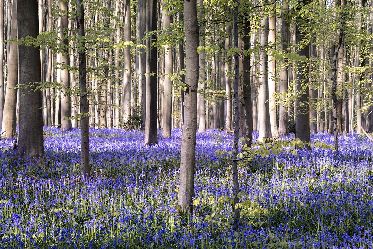 Hyacintenfestival Hallerbos 2025