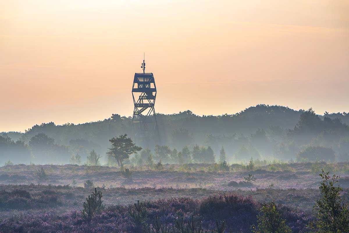 Kalmthoutse Heide brandtoren op een zonnige ochtend